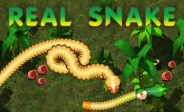 img Real Snakes